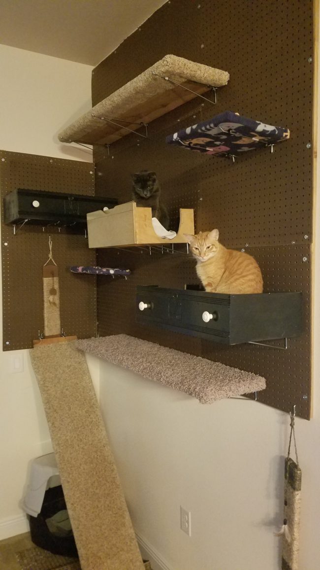 It didn’t take long for the cats to dive right in!
