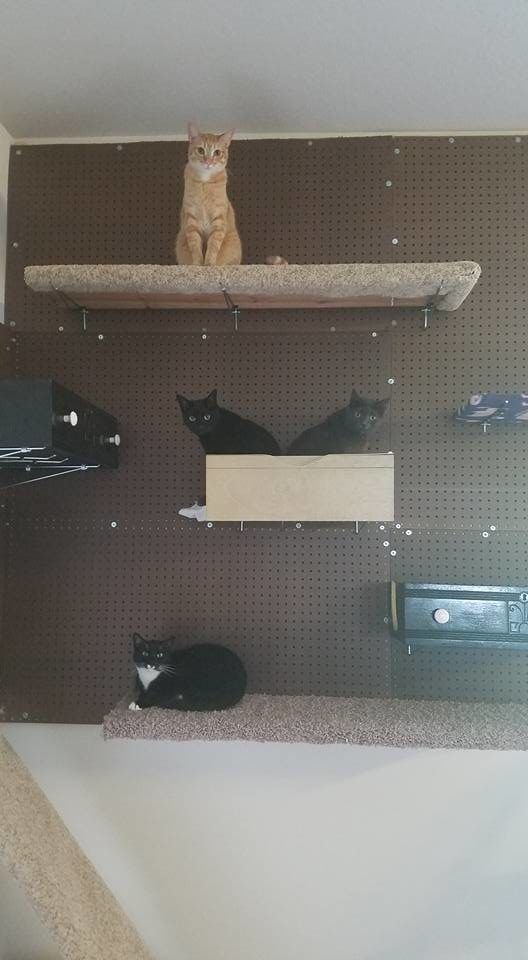 Something tells me they think it's the cat's meow.