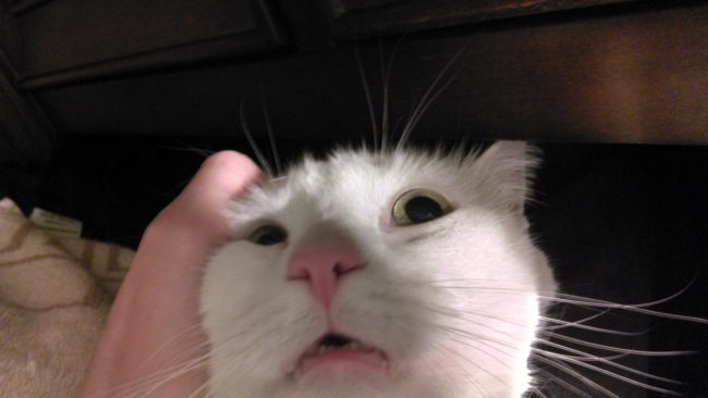 "Who are you? Where am I? What the catnip is going on here?"