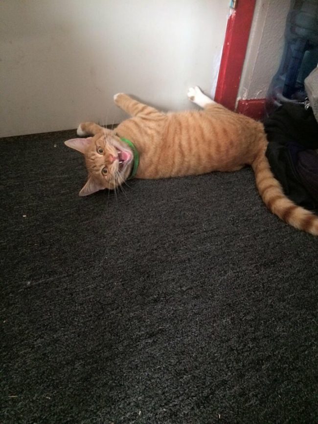 This cat is named DJ Strawberry, and he thinks the turntables are on the walls now.