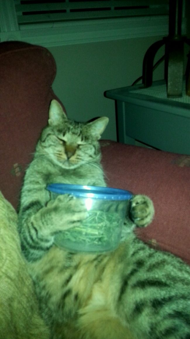 Who knew that cats could be so possessive of their tupperware?