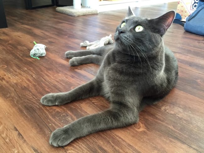 This cat is very alert and waiting for orders on how to proceed.