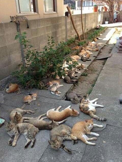 "This is what happens when you grow catnip in your back yard."
