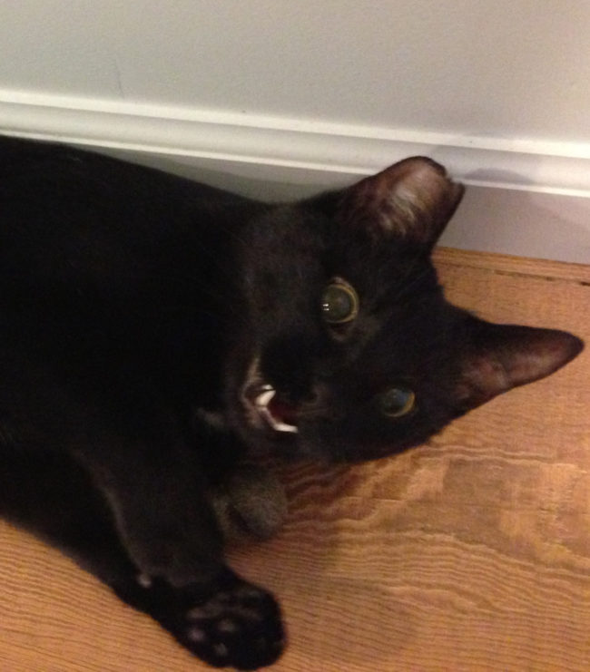 The catnip lets her see all the invisible monsters closing in around her.